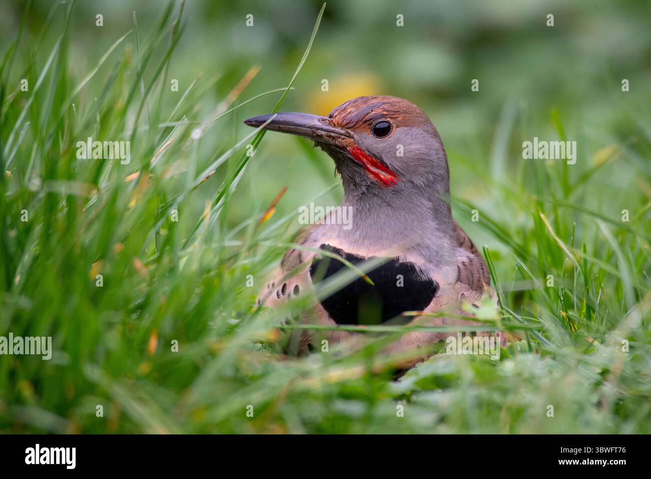 31 décembre 2020, Elkton, OREGON, États-Unis : un scintillement nordique cherche des larves et des vers dans un pâturage le long d'une route de campagne près d'Elkton dans l'ouest de l'Oregon. Le scintillement nordique appartient à la famille des pics. Avec sa large gamme, de l'Alaska au Nicaragua, le scintillement peut être trouvé dans presque tous les habitats avec des arbres. (Crédit image : © Robin Loznak/ZUMA Wire) Banque D'Images 31 décembre 2020, Elkton, OREGON, États-Unis : un scintillement nordique cherche des larves et des vers dans un pâturage le long d'une route de campagne près d'Elkton dans l'ouest de l'Oregon. Le scintillement nordique appartient à la famille des pics. Avec sa large gamme, de l'Alaska au Nicaragua, le scintillement peut être trouvé dans presque tous les habitats avec des arbres. (Crédit image : © Robin Loznak/ZUMA Wire) Banque D'Images