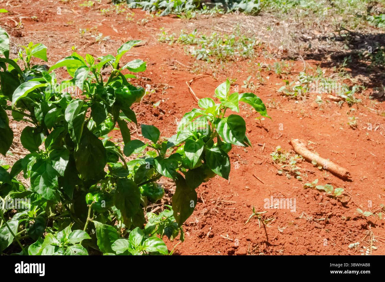 Branche d'arbre Scotch Bonnet Banque D'Images