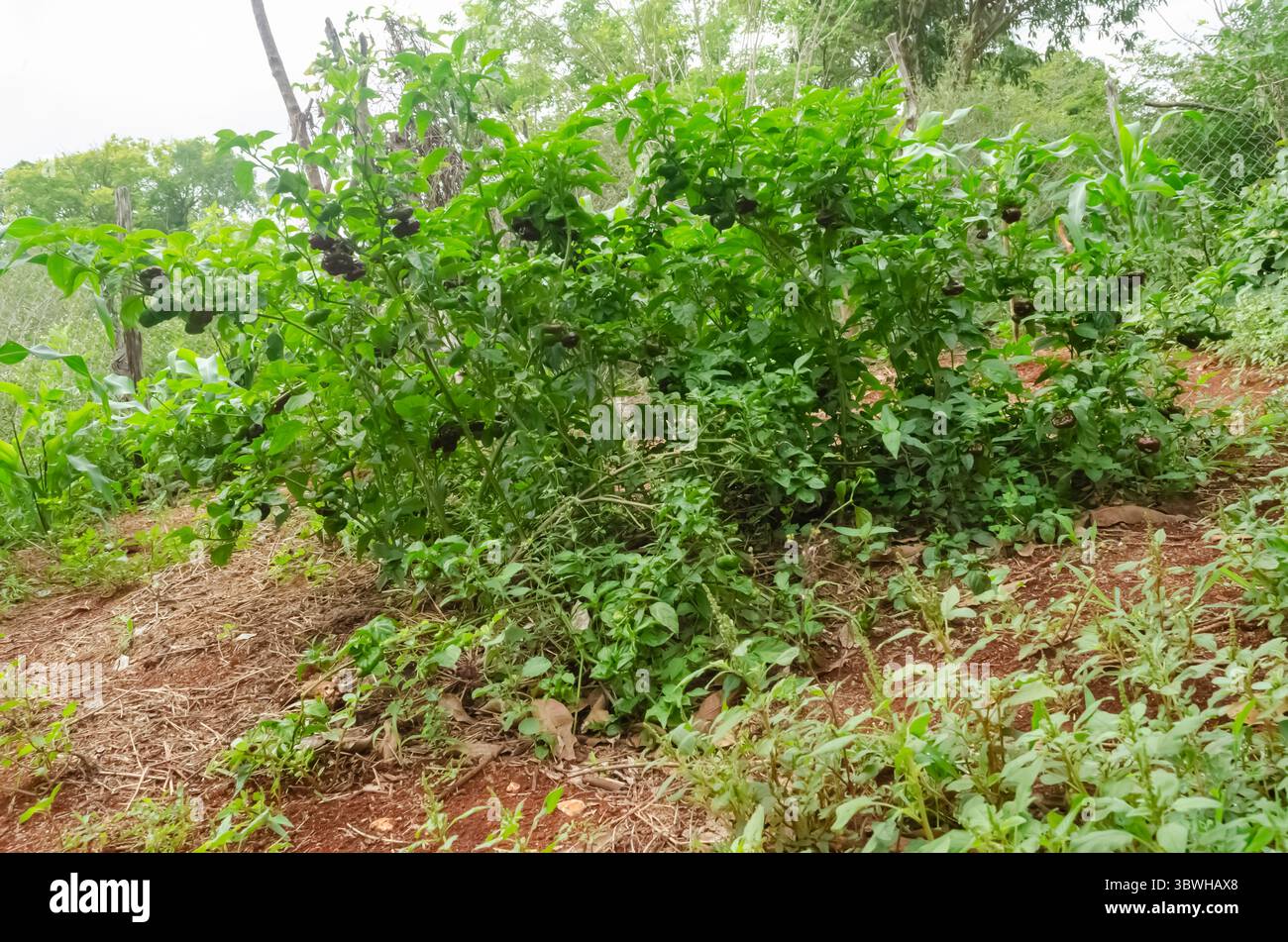 Arbre Scotch Bonnet au chocolat avec des fruits Banque D'Images