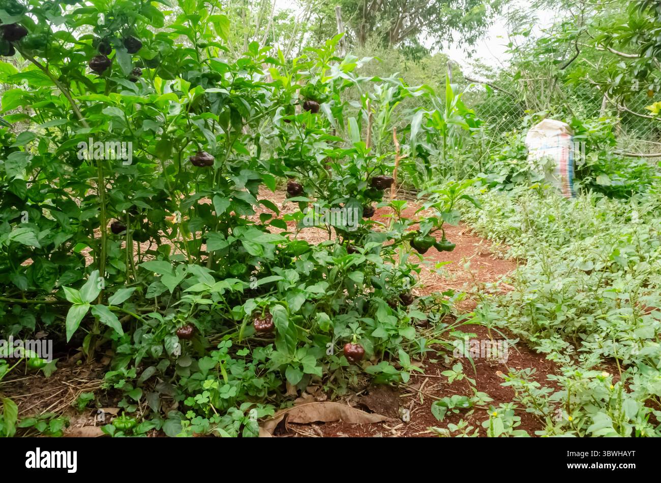Fruits Scotch Bonnet sur arbre Banque D'Images