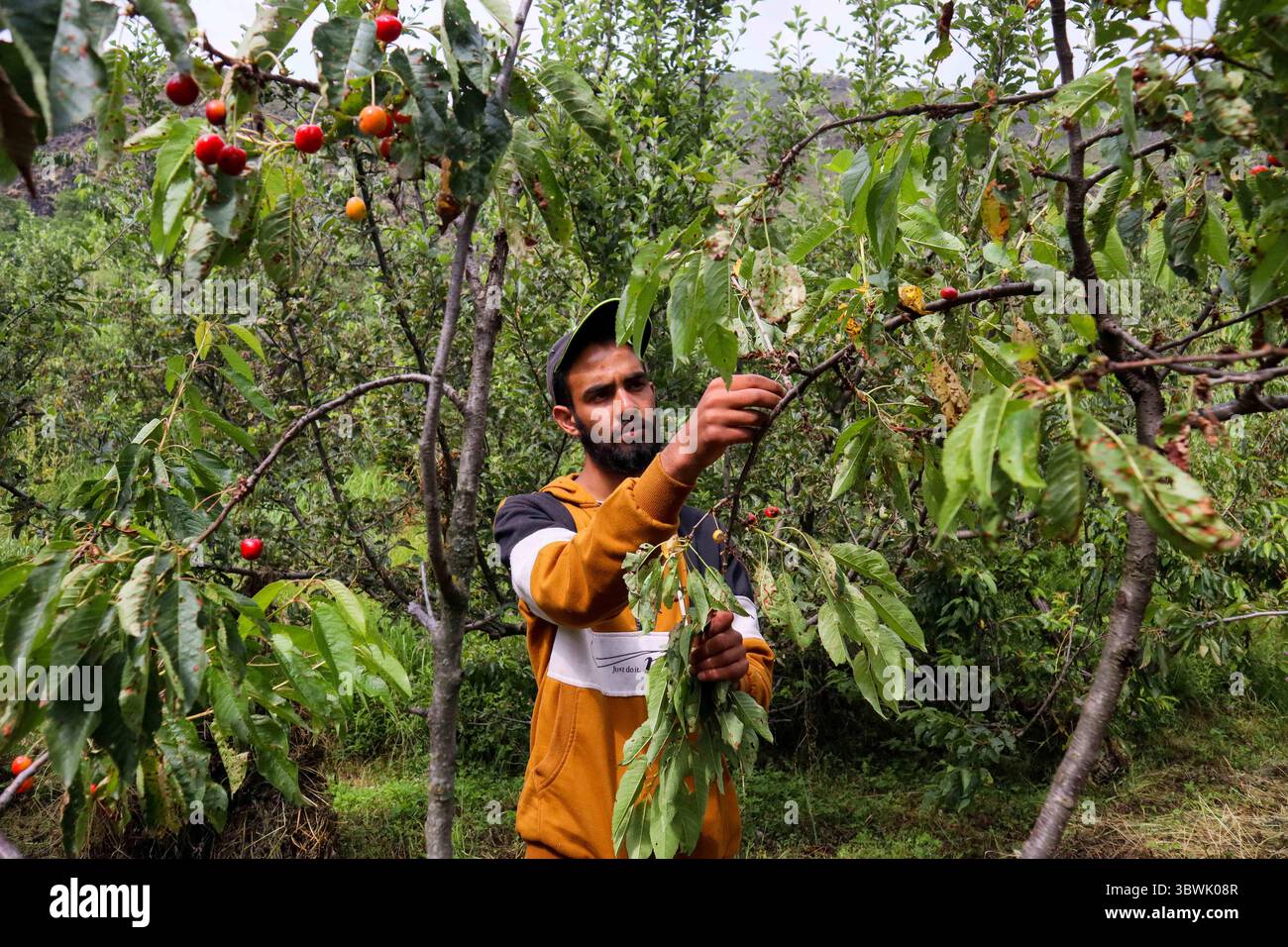 17 juin 2021 : un garçon cachemirien cueille des cerises dans un jardin à la périphérie de Srinagar, au Cachemire administré par les Indiens, le 17 juin 2021. Les travailleurs dans les jardins travaillent comme des Paris quotidiens et à leurs services coûtent INR 500 (6,73 USD) par jour. (Crédit image : © Muzamil Mattoo/IMAGESLIVE via ZUMA Wire) Banque D'Images
