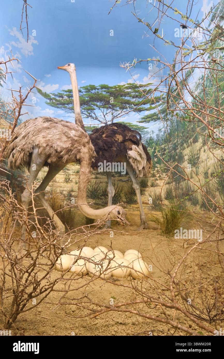 Une paire d'autruches, gardant les œufs de la mère. Un diorama au Musée d'histoire naturelle de Milan en Italie. Banque D'Images