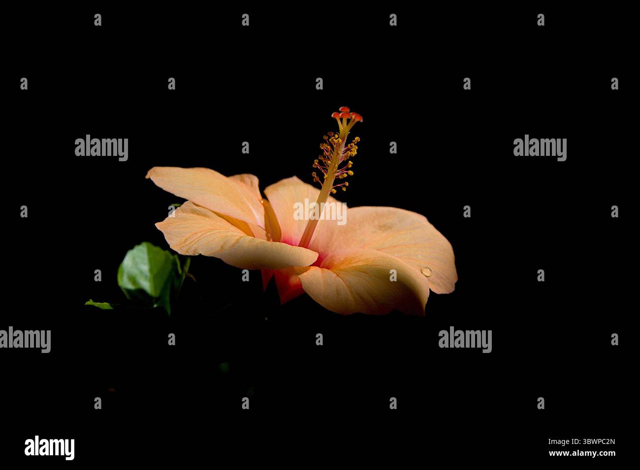 Vue plus rapprochée de la fleur d'hibiscus orange clair solitaire avec étamine saillante et anthères comme wll comme feuille verte sur fond sombre Banque D'Images