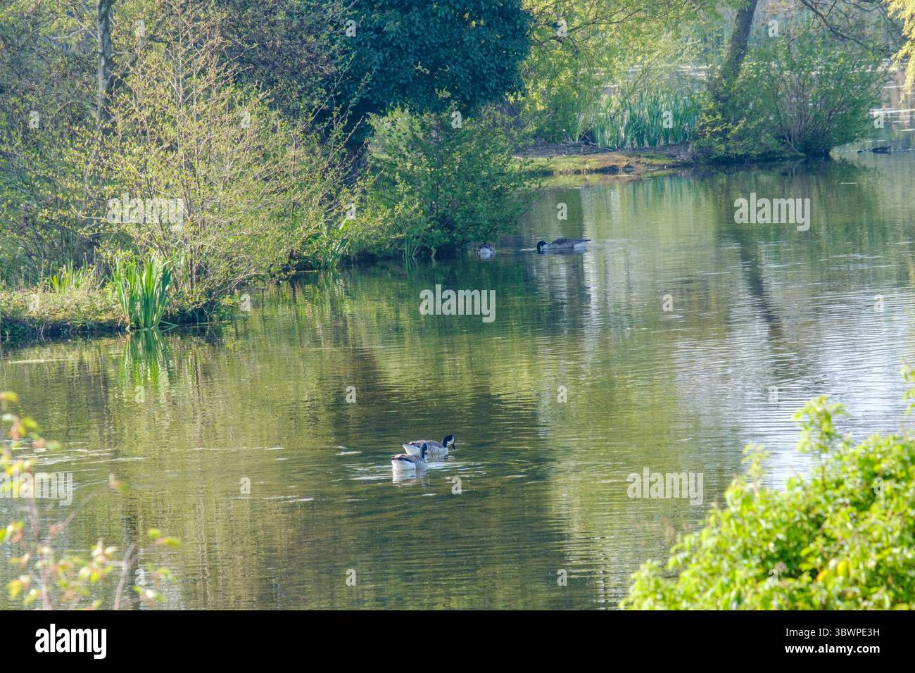 Lac tranquille avec des oies nageant paisiblement au milieu d'un feuillage vert luxuriant sur les rives. La lumière du soleil projetée à travers l'eau crée de douces ondulations. Banque D'Images
