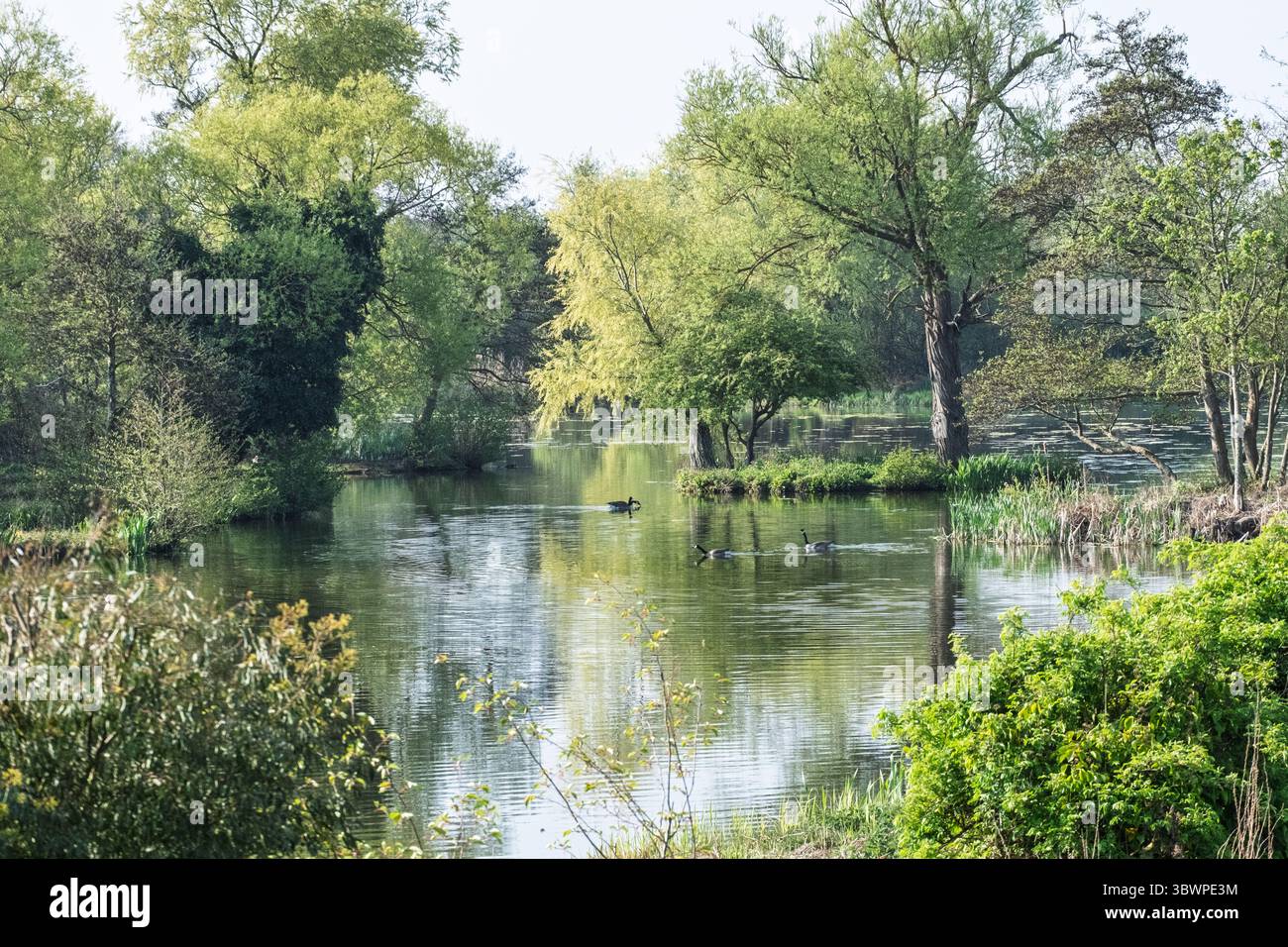 Lac tranquille avec des oies nageant paisiblement au milieu d'un feuillage vert luxuriant sur les rives. La lumière du soleil projetée à travers l'eau crée de douces ondulations. Banque D'Images