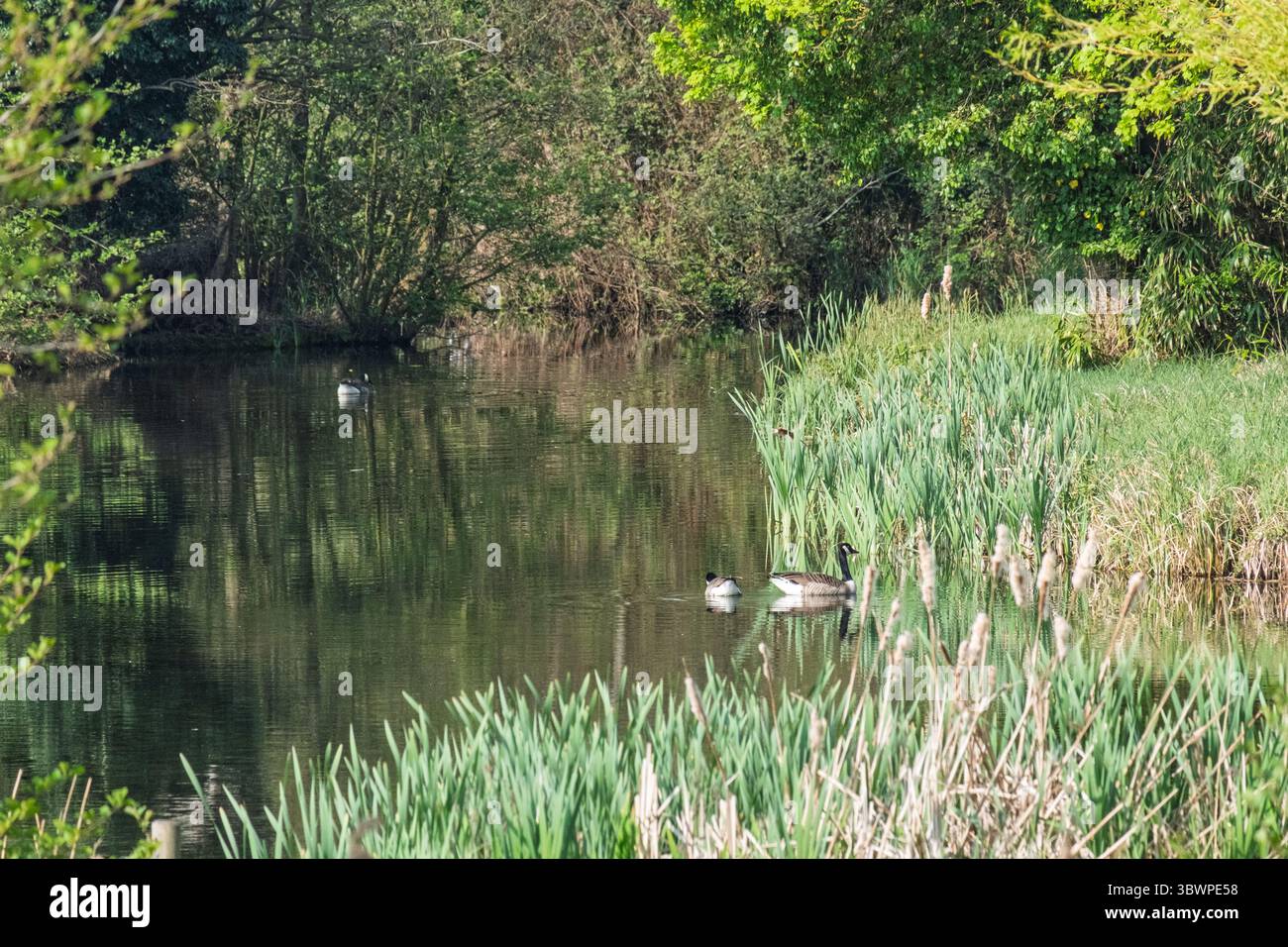 Lac tranquille avec des oies nageant paisiblement au milieu d'un feuillage vert luxuriant, de grands roseaux et d'herbes la lumière du soleil projetée sur l'eau crée de douces ondulations. Banque D'Images