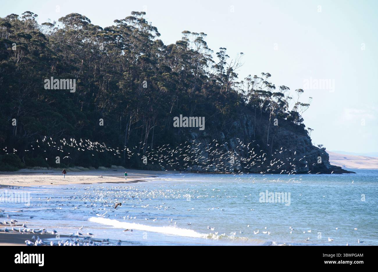 Hobart, Australie. 16 juillet 2025. Des troupeaux de mouettes perchent sur Kingston Beach, à la périphérie de Hobart, en Australie, le 16 juillet 2025. Située au sud-est de la Tasmanie, sur l'estuaire de la Derwent, Hobart est la capitale australienne la plus méridionale. Il sert de centre financier et administratif de Tasmanie, ainsi que de port et de destination touristique majeure. Crédit : ma Ping/Xinhua/Alamy Live News Banque D'Images