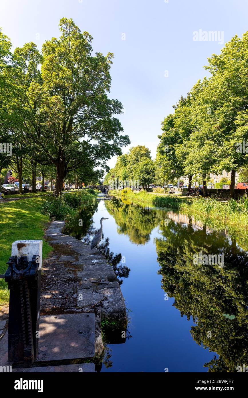 Les gens assis en train de pique-niquer sur des bancs le long du Grand canal, Dublin, un jour ensoleillé d'été. Oiseau de héron gris à la rive du canal. Irlande, Europe Banque D'Images