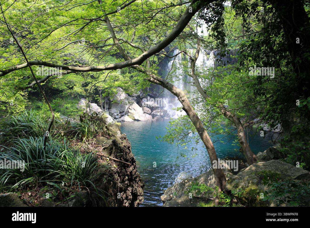 Vue panoramique de la cascade de Cheonjeyeon à travers une forêt dense et verte, avec piscine turquoise et eau qui tombe partiellement cachée par des branches d'arbres, île de Jeju, Banque D'Images