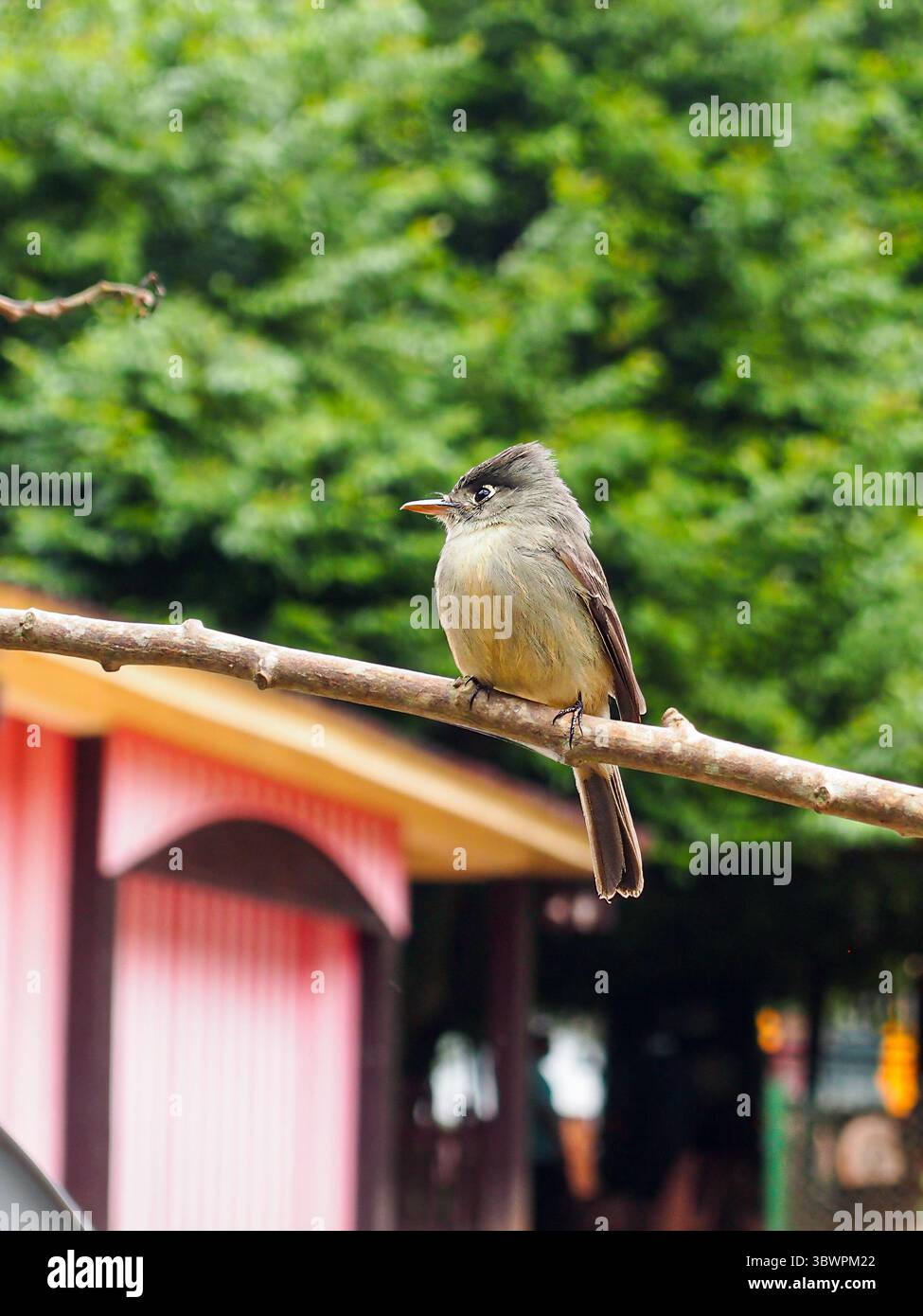 Petit oiseau tropical perché sur une branche avec un fond vert flou et un bâtiment en bois coloré, capturé dans un cadre extérieur vibrant. Banque D'Images