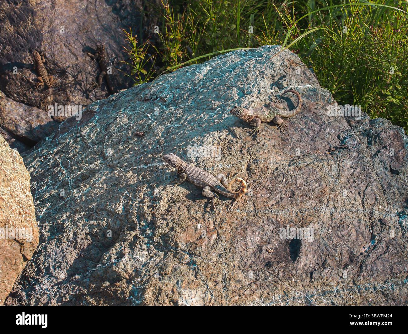 Plusieurs lézards se prélassent au soleil sur une grande surface rocheuse, entourés de végétation naturelle dans un environnement chaleureux et extérieur. Banque D'Images