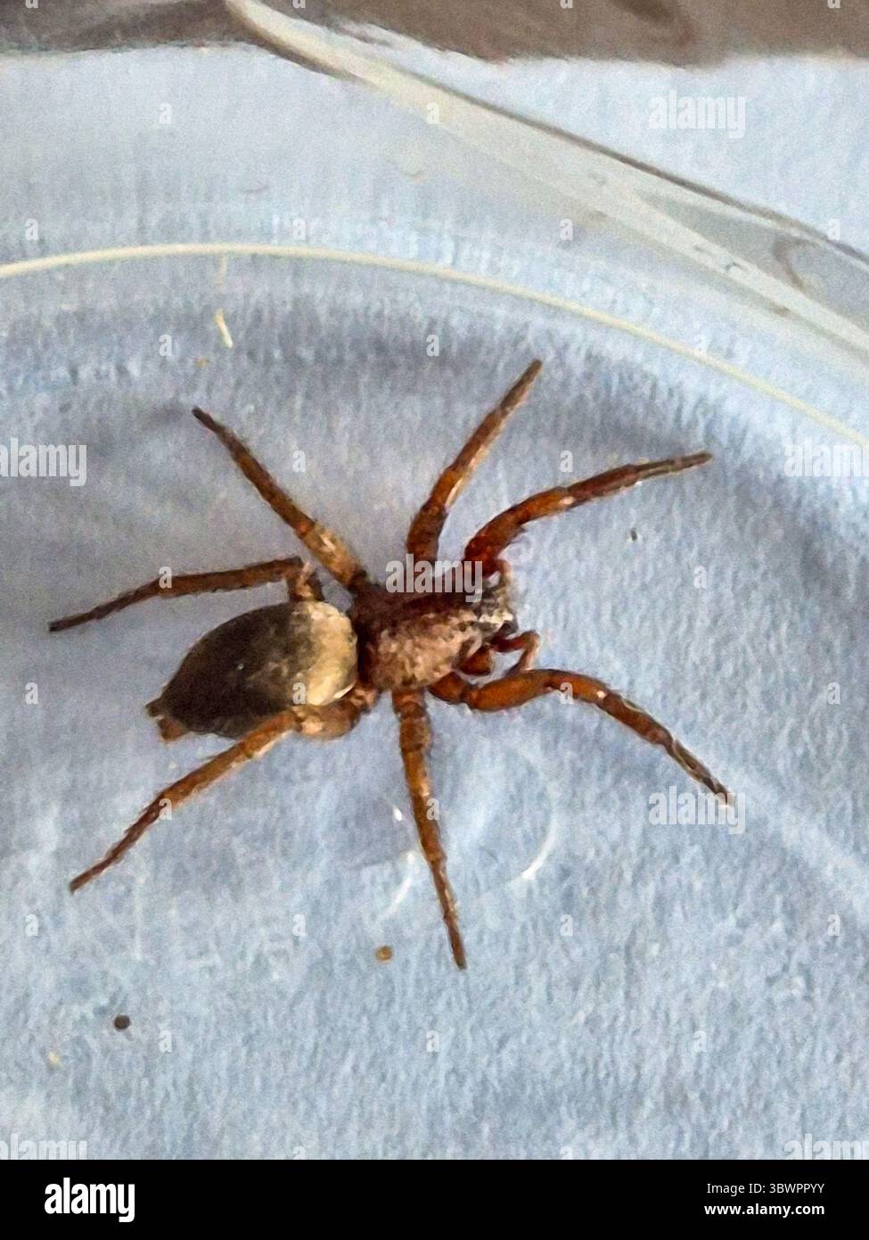 Vue rapprochée d'une grande araignée de maison. Banque D'Images