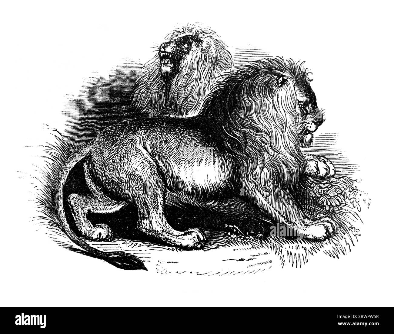 Illustration des Lions de Syrie (IKingsXXI) de l'Antiquité 19ème siècle la Sainte Bible contenant l'ancien et le Nouveau Testament avec Notes explicatives, R Banque D'Images