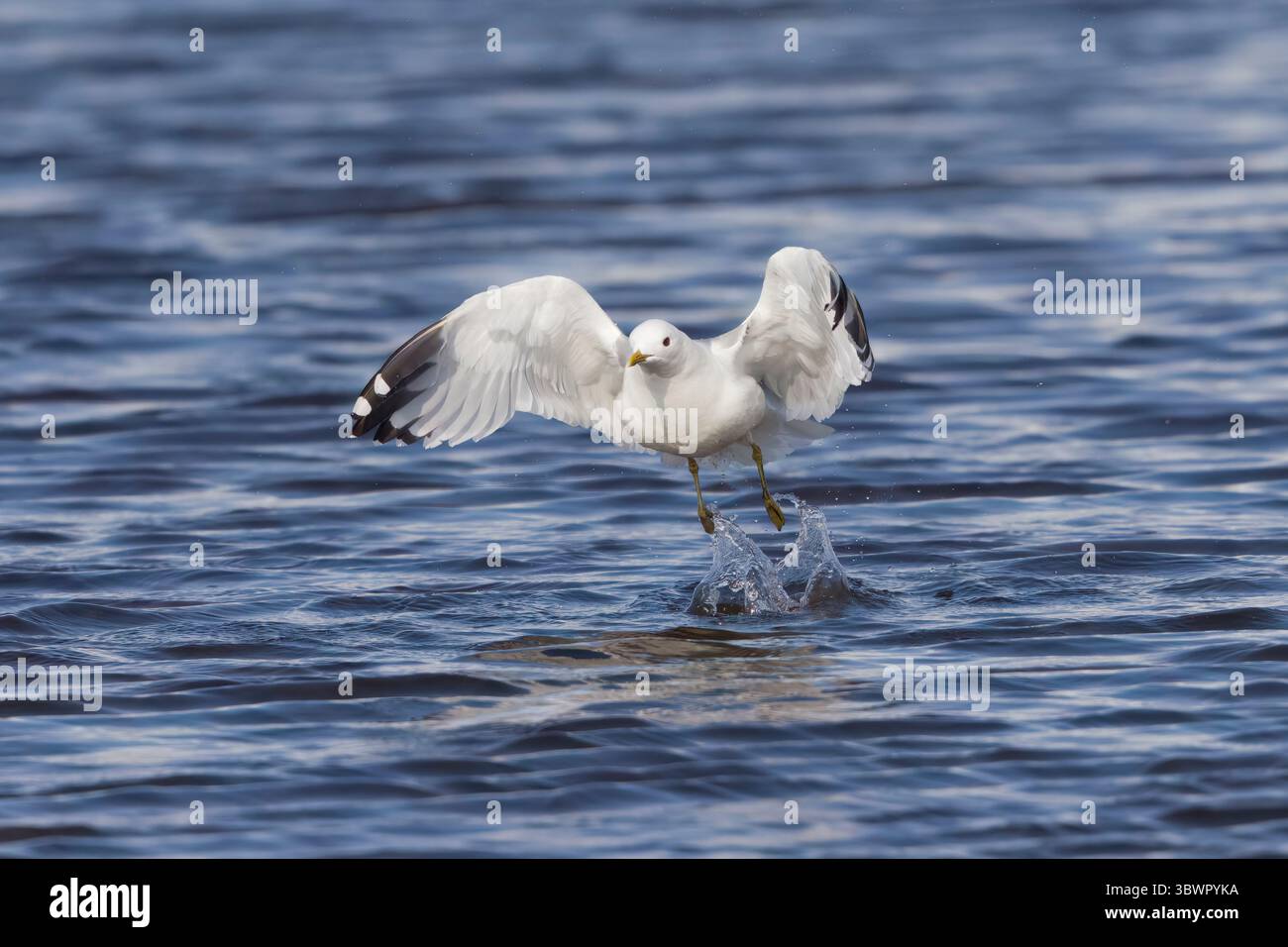 Mouette commune décollant de l'eau sur le continent Shetland Scotland Banque D'Images