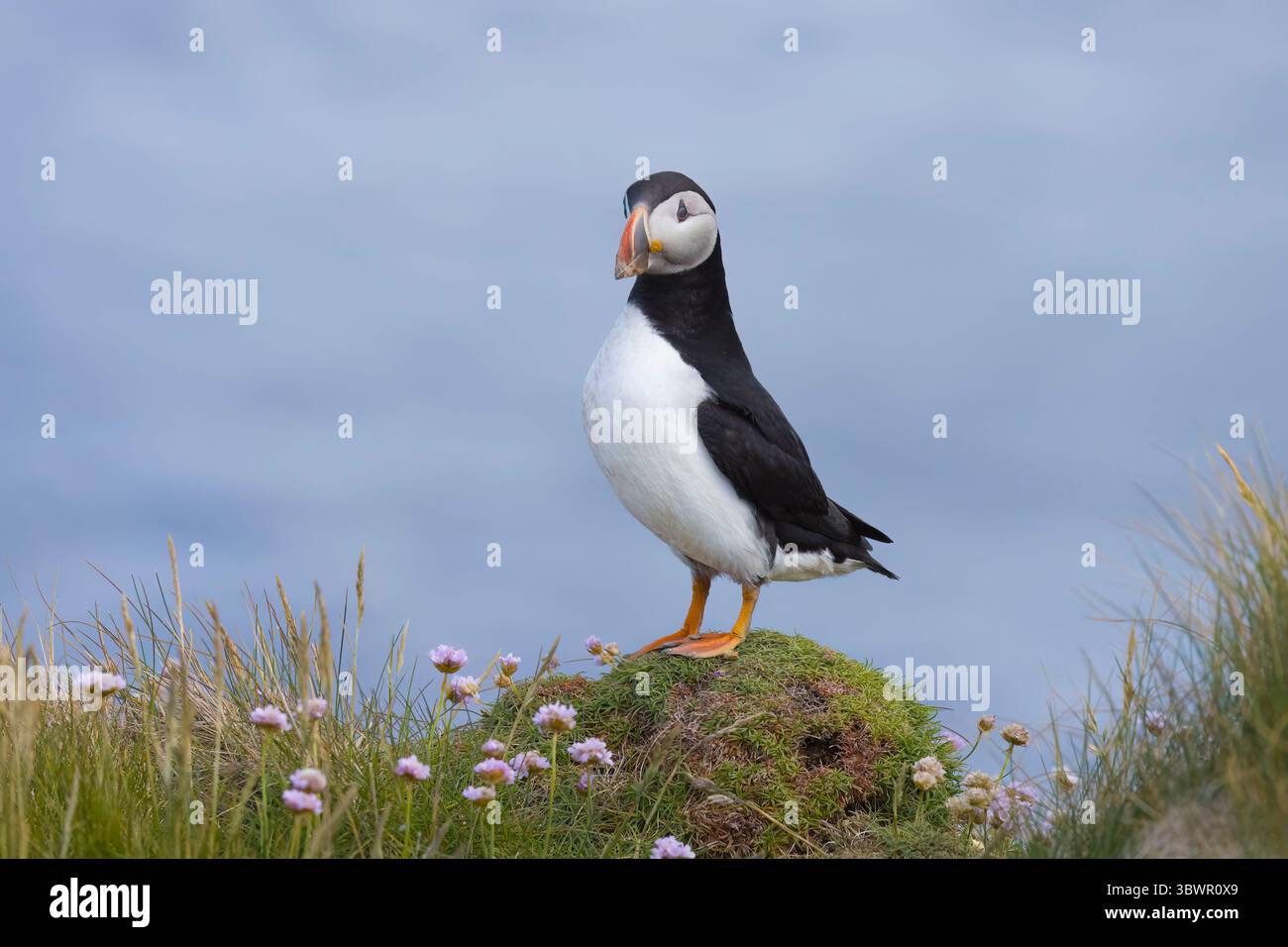 Macareux de l'Atlantique à Sumburgh Head Mainland Shetland Scotland Banque D'Images