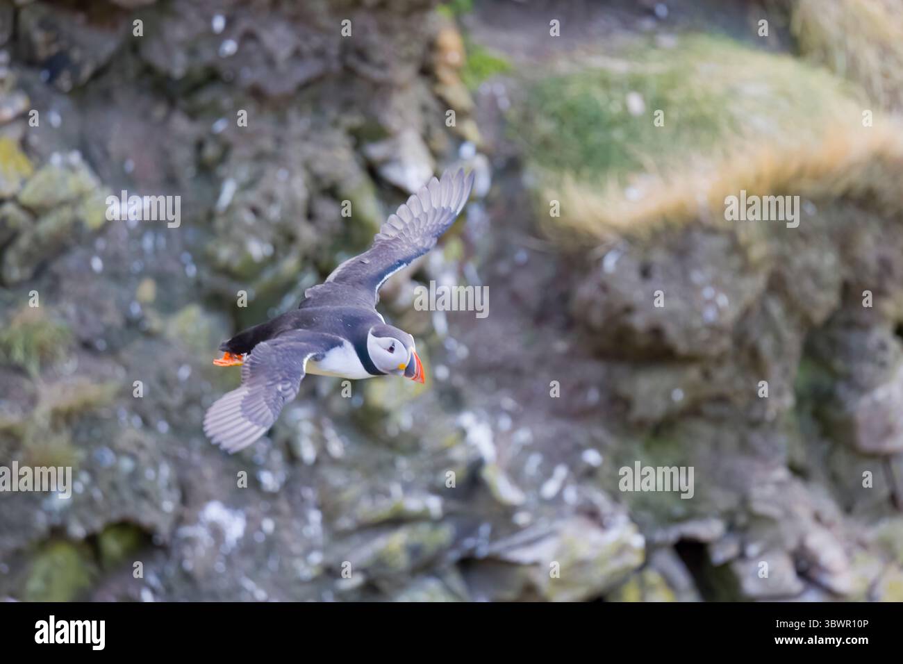 Atlantic Puffin en vol à Sumburgh Head Mainland Shetland Scotland Banque D'Images