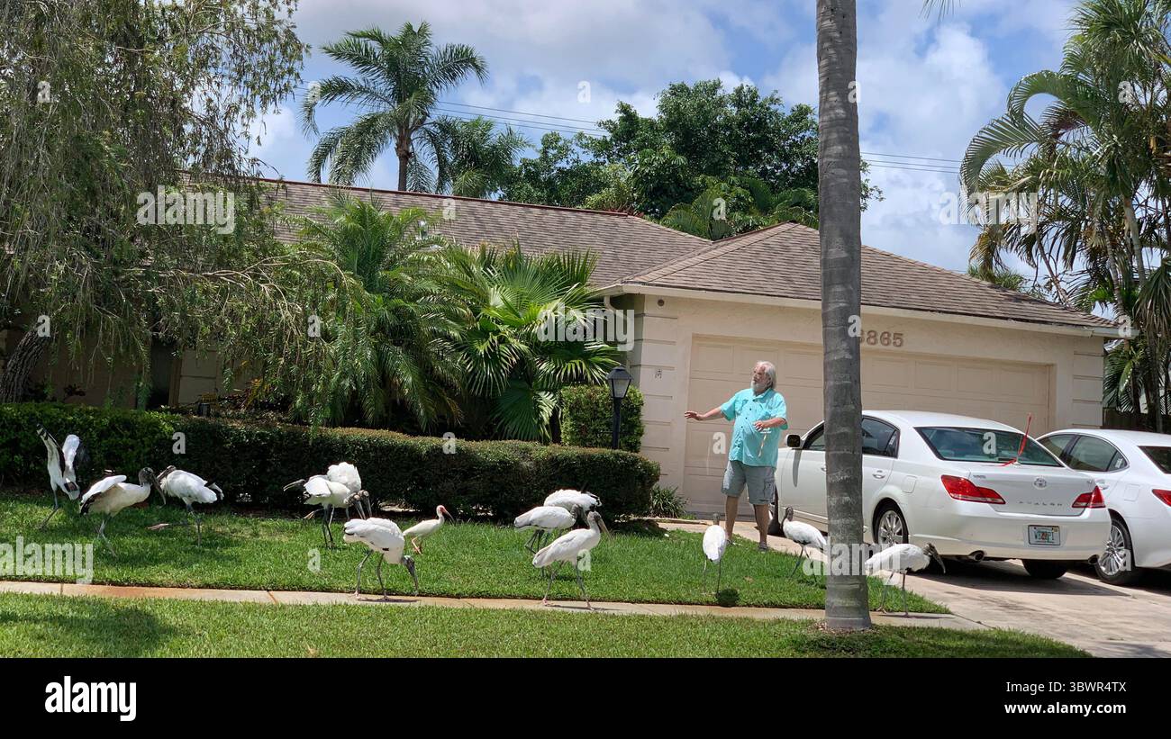 3 juillet 2021, SARASOTA, FLORIDE, États-Unis : la seule cigogne indigène en Amérique du Nord, un très grand oiseau à bec lourd qui patouffe dans les peu profonds des marais du sud. Les mouches avec des battements d'ailes lents, et les troupeaux montent souvent très haut les jours chauds. Les jeunes cigognes des bois ont des appels de mendicité bruyants, mais les adultes sont presque silencieux sauf pour siffler et claquer les factures. Les populations de Floride ont diminué. (Crédit image : © John Marshall Mantel/ZUMA Wire) Banque D'Images