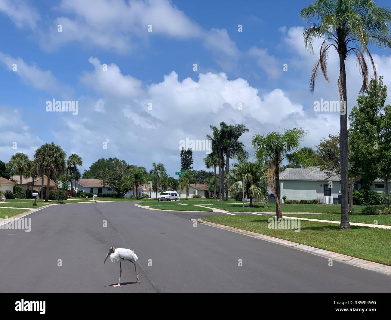 3 juillet 2021, SARASOTA, FLORIDE, États-Unis : la seule cigogne indigène en Amérique du Nord, un très grand oiseau à bec lourd qui patouffe dans les peu profonds des marais du sud. Les mouches avec des battements d'ailes lents, et les troupeaux montent souvent très haut les jours chauds. Les jeunes cigognes des bois ont des appels de mendicité bruyants, mais les adultes sont presque silencieux sauf pour siffler et claquer les factures. Les populations de Floride ont diminué. (Crédit image : © John Marshall Mantel/ZUMA Wire) Banque D'Images