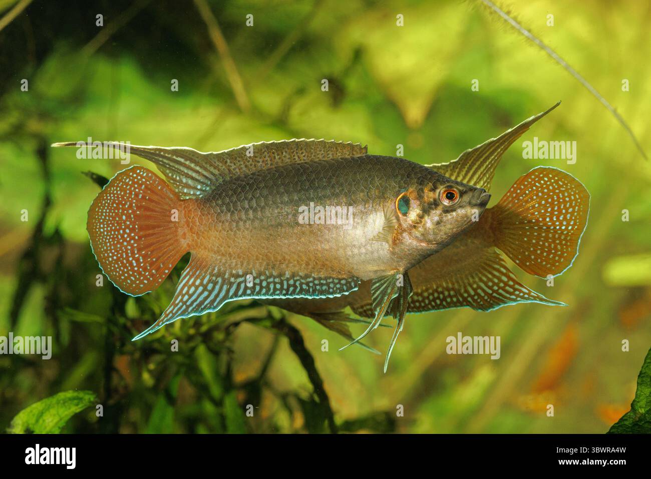 Poisson paradisiaque à queue ronde (Macropodus ocellatus), deux mâles rivaux, vue de côté Banque D'Images