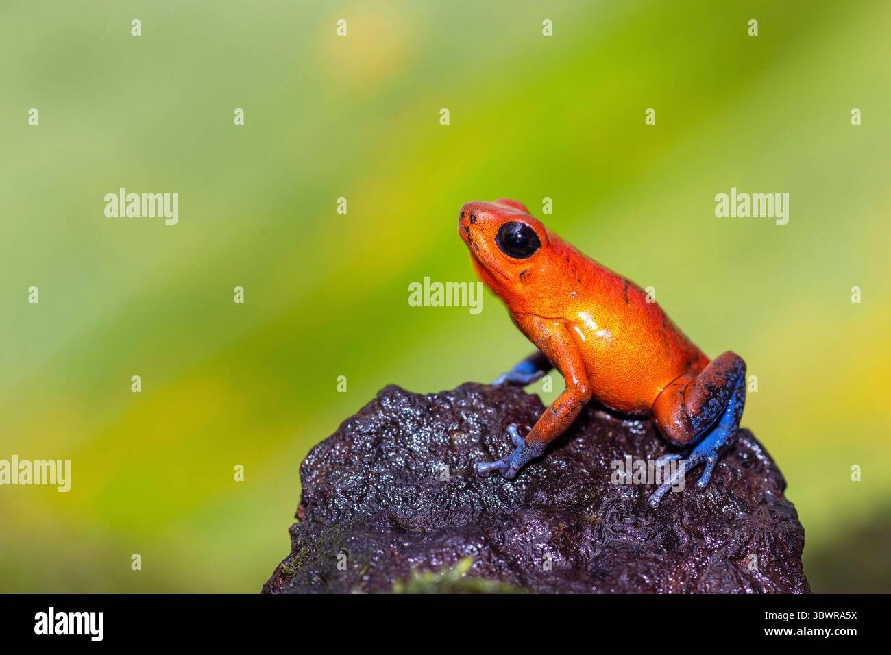 Grenouille-venin-arrow, grenouille-flèche-poison-rouge et-bleu, grenouille-flèche-poison-fraisé, grenouille-pille bleue (Dendrobates pumilio, Oophaga pu Banque D'Images