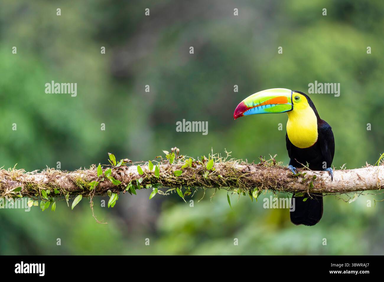 Toucan à bec de quille, toucan au soufre, toucan à bec de quille, toucan à bec d'arc-en-ciel (Ramphastos sulfuratus), se trouve sur une branche près de la forêt tropicale, Costa Rica Banque D'Images