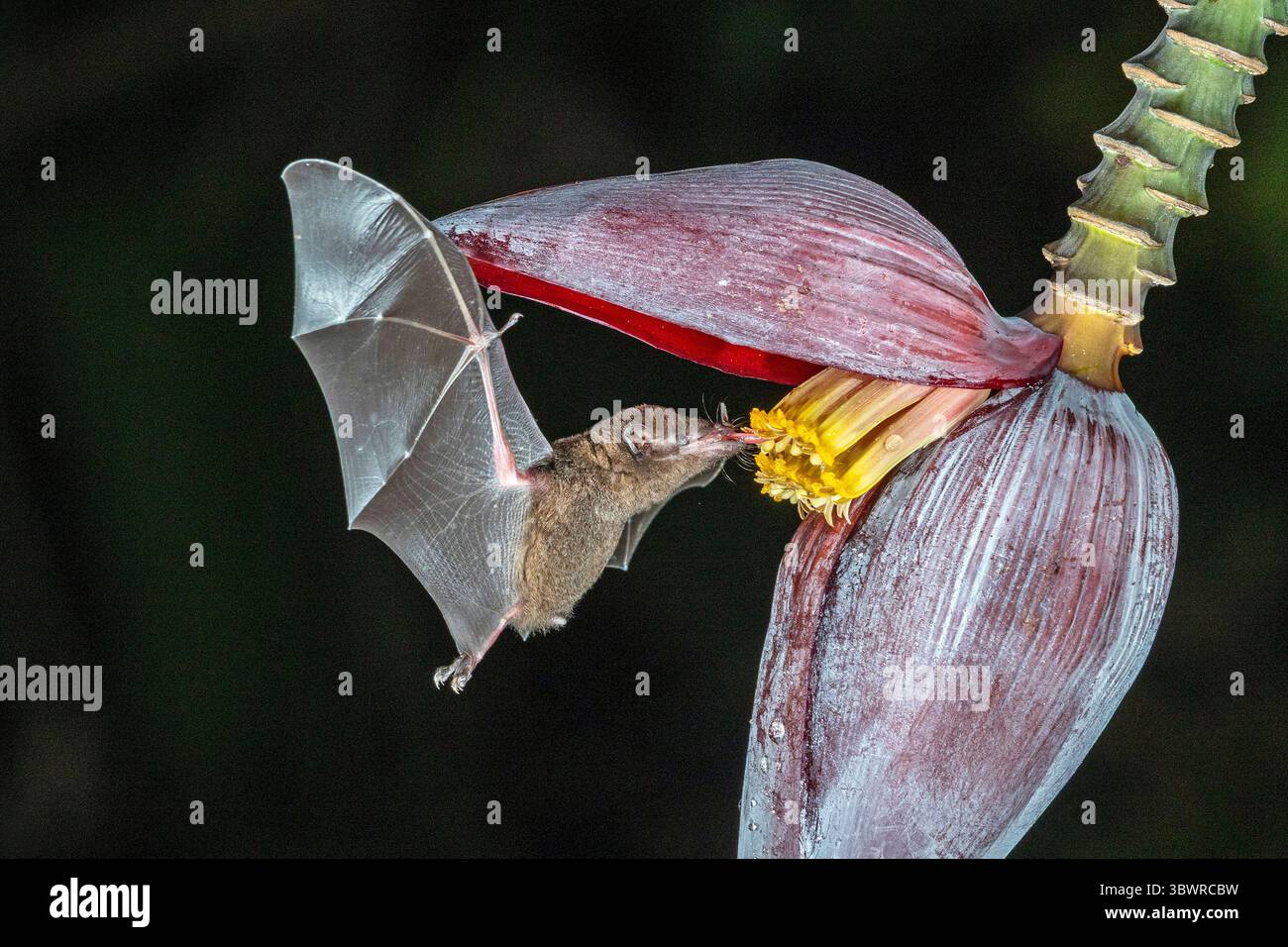 Chauve-souris à longues languettes en forme de musaraignée, chauve-souris à longues languettes de Pallas (Glossophaga soricina), vole devant la fleur de bananier et suce le nectar, Costa Rica, Boca Tapa Banque D'Images