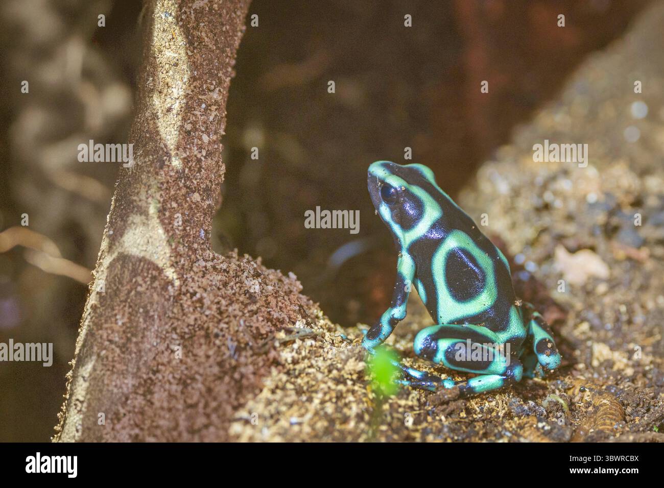 Grenouille poison verte et noire, grenouille poison verte et noire, grenouille poison verte et noire, grenouille poison verte (Dendrobates auratus), pari assis Banque D'Images
