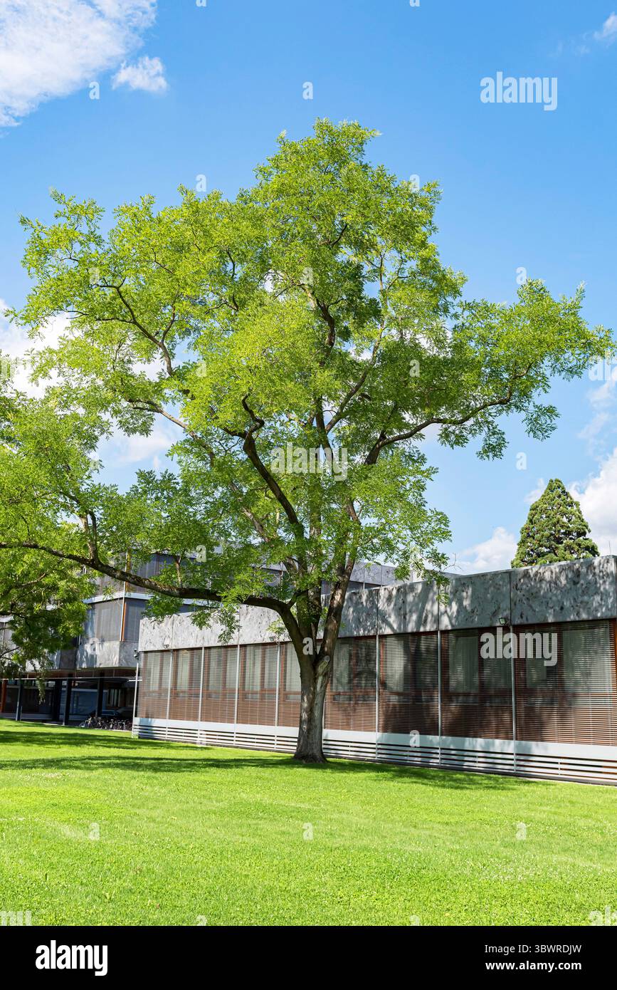 Pagode japonais (Styphnolobium japonicum, Sophora japonica), habit, Europe, Bundesrepublik Deutschland Banque D'Images
