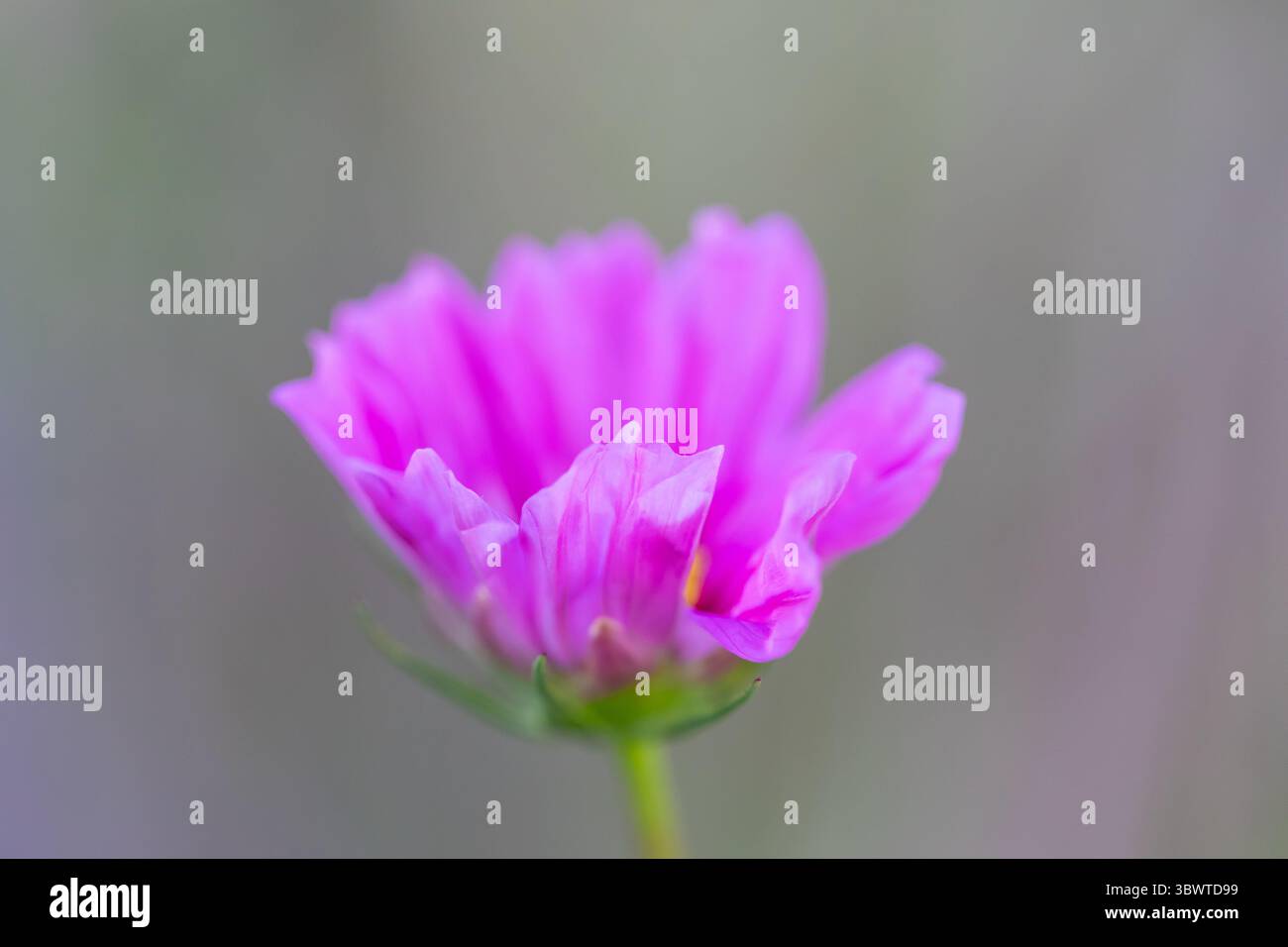 Cosmos bipinnatus Seashells fleurissent juste avant de s'ouvrir Banque D'Images