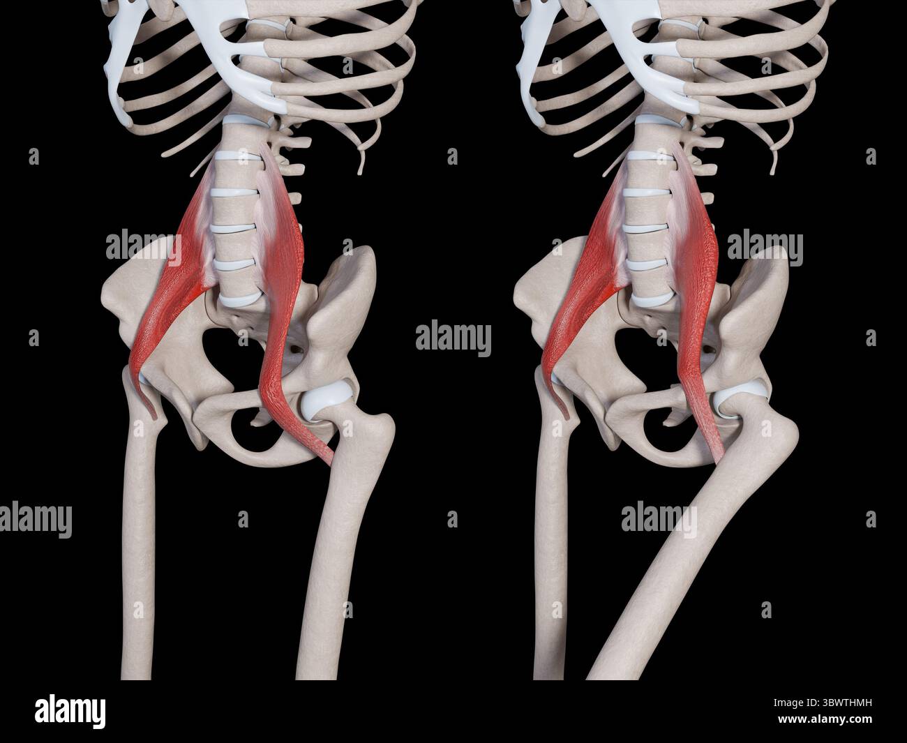 Cette illustration 3d montre le mouvement musculaire majeur du psoas Banque D'Images