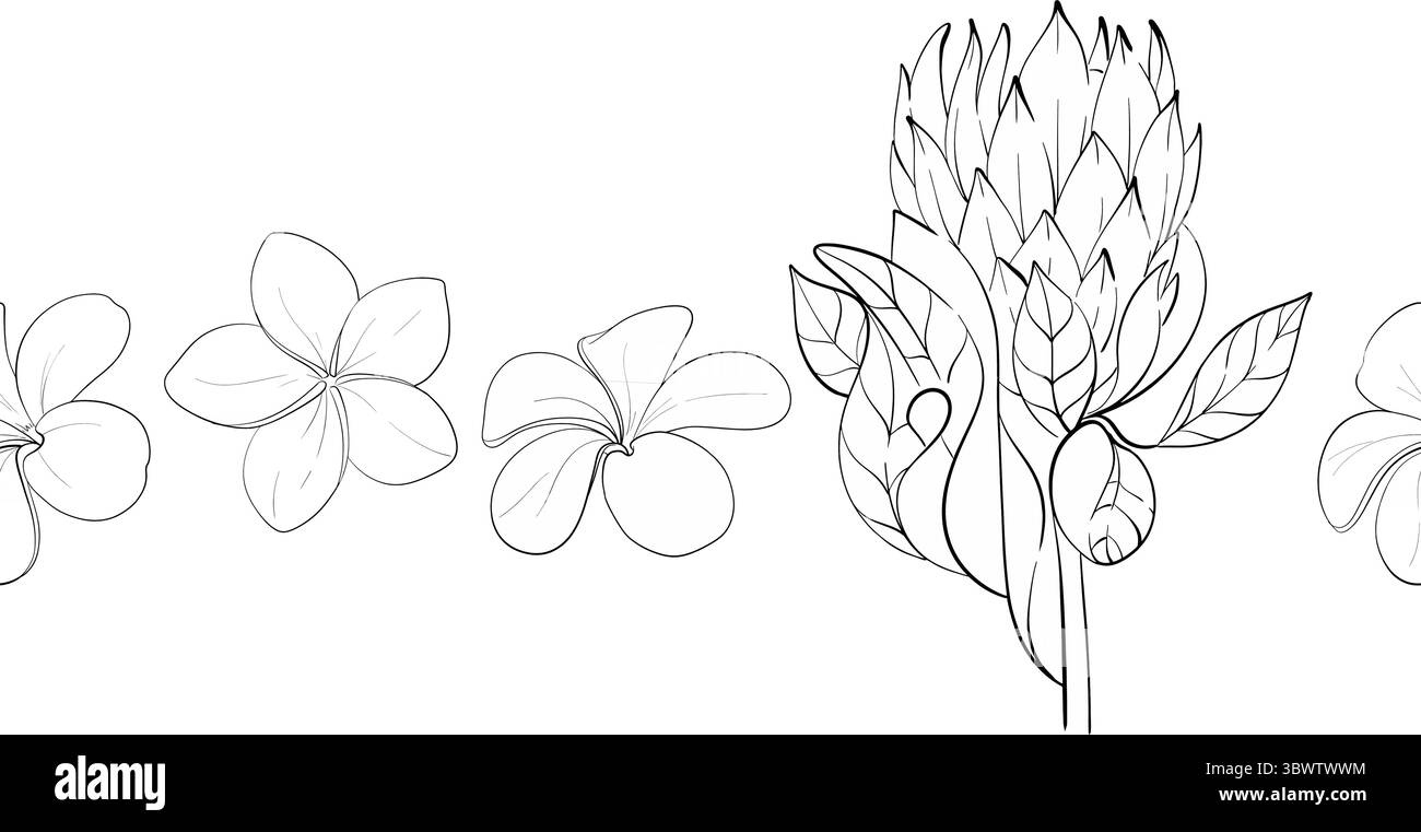 Vecteur frontière d'été sans couture tropicale simple, modèle avec des fleurs - protéas et plumeria. Ornement graphique dessiné à la main. Silhouette de circuit noir Illustration de Vecteur Vecteur frontière d'été sans couture tropicale simple, modèle avec des fleurs - protéas et plumeria. Ornement graphique dessiné à la main. Silhouette de circuit noir Illustration de Vecteur