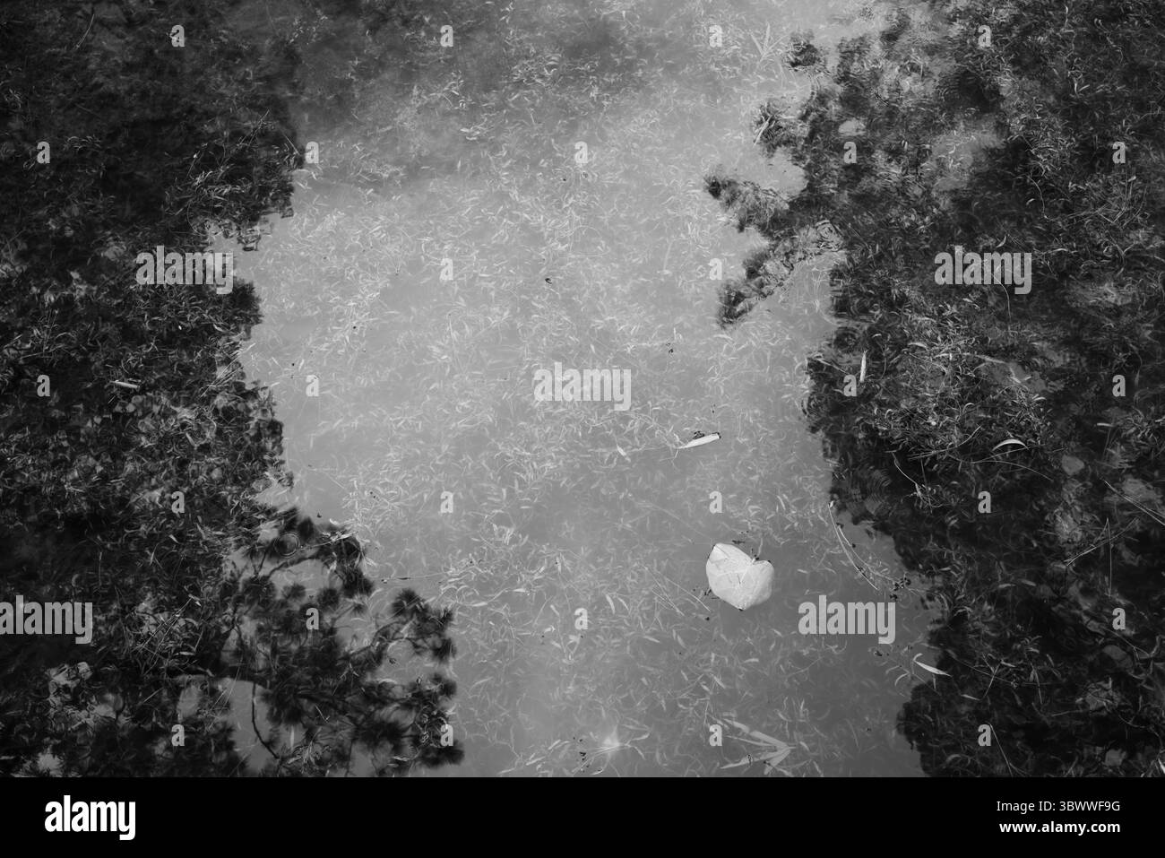 Plantes aquatiques submergées sous une surface d'eau calme, avec de doux reflets et ciel nuageux au-dessus. Banque D'Images