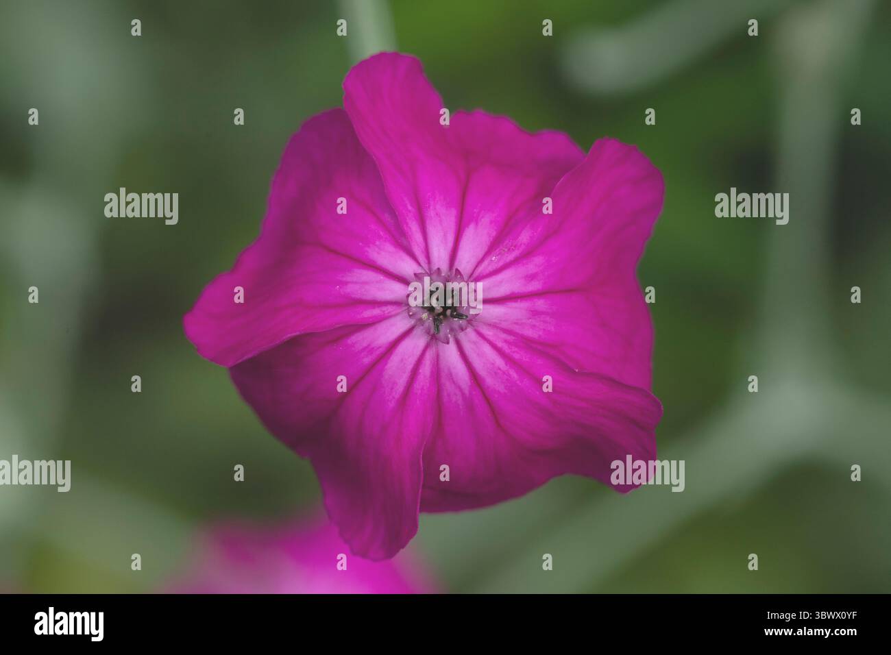 coronaria de silene pourpre Banque D'Images coronaria de silene pourpre Banque D'Images