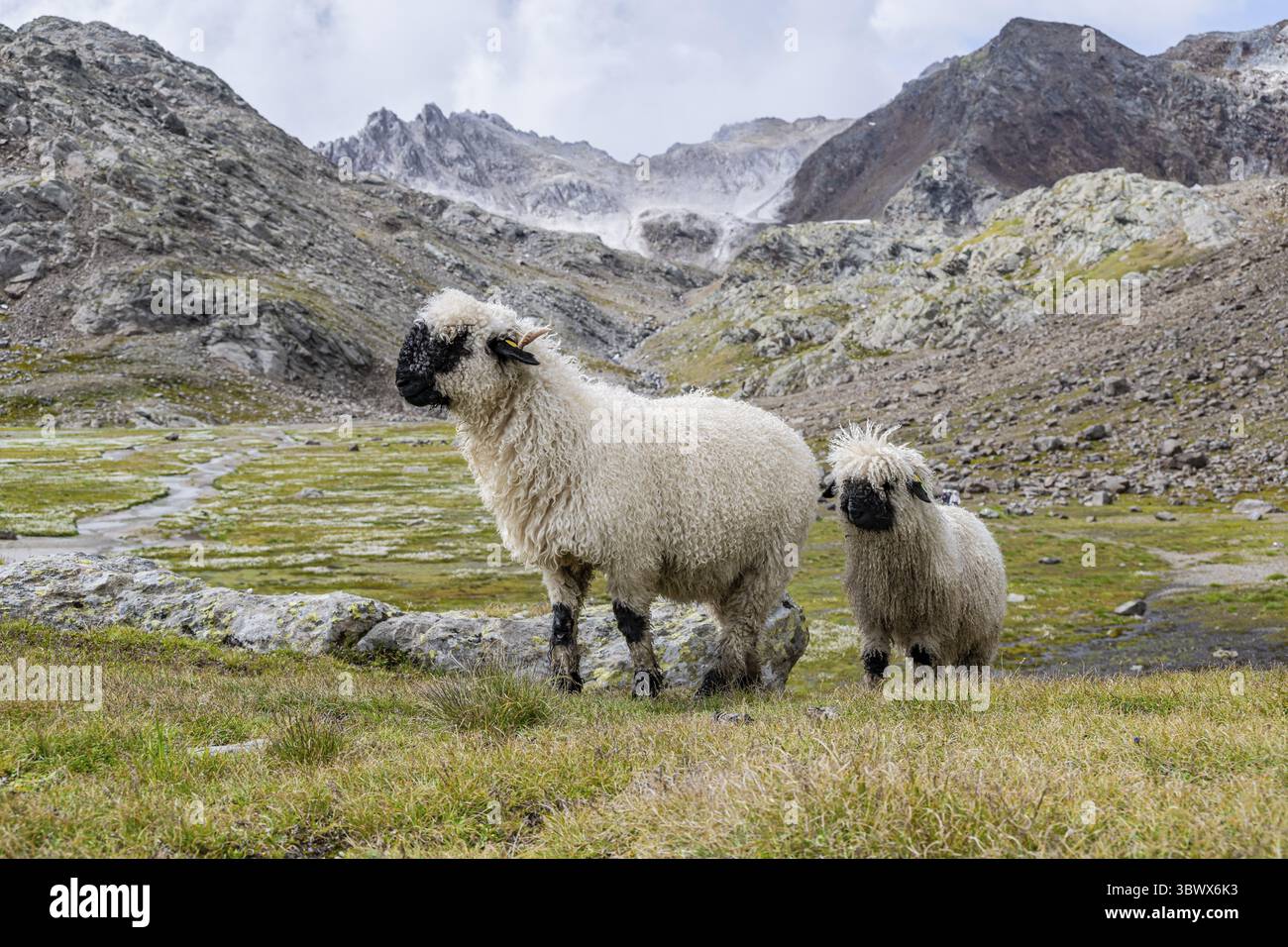 Deux moutons valaisans à nez noir (Ovis gmelini aries), haute vallée de montagne alpine, Obere Senner Egete, Alpes de Stubai, près de Ridnaun, Tyrol du Sud, Italie Banque D'Images