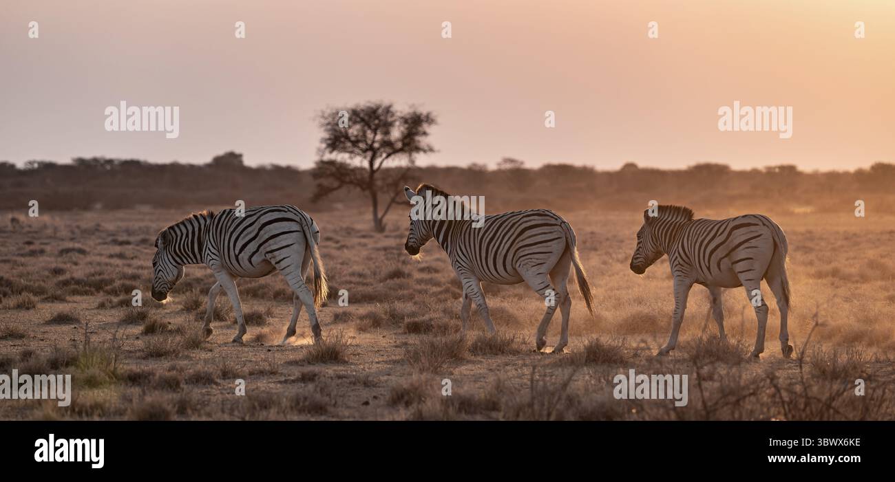 Zèbre steppique (Equus quagga), dans la savane sèche, à la lumière du soir, Parc National Kruger, Afrique du Sud Banque D'Images