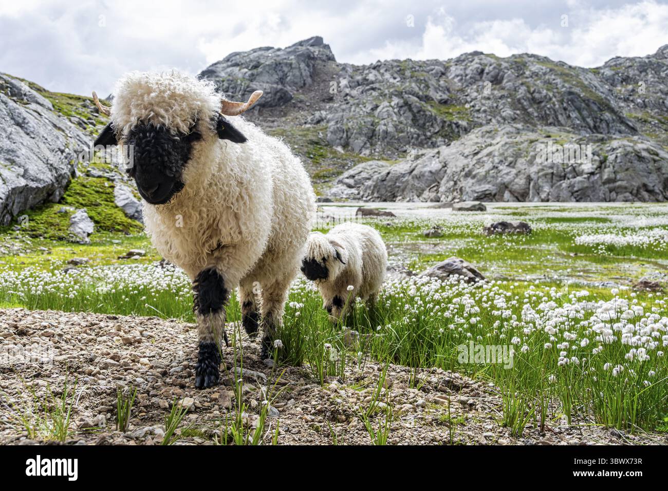 Deux moutons valaisans à nez noir (Ovis gmelini aries), dans une prairie à fleurs d'herbe de coton blanche, haute vallée de montagne alpine, Obere Senner Egete, Stubai Banque D'Images