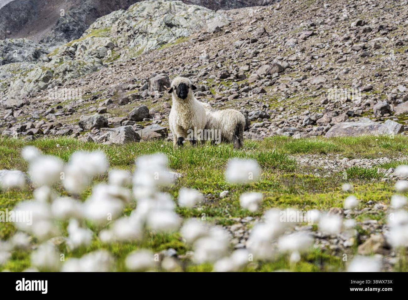 Deux moutons valaisans à nez noir (Ovis gmelini aries), dans une prairie à fleurs d'herbe de coton blanche, haute vallée de montagne alpine, Obere Senner Egete, Stubai Banque D'Images