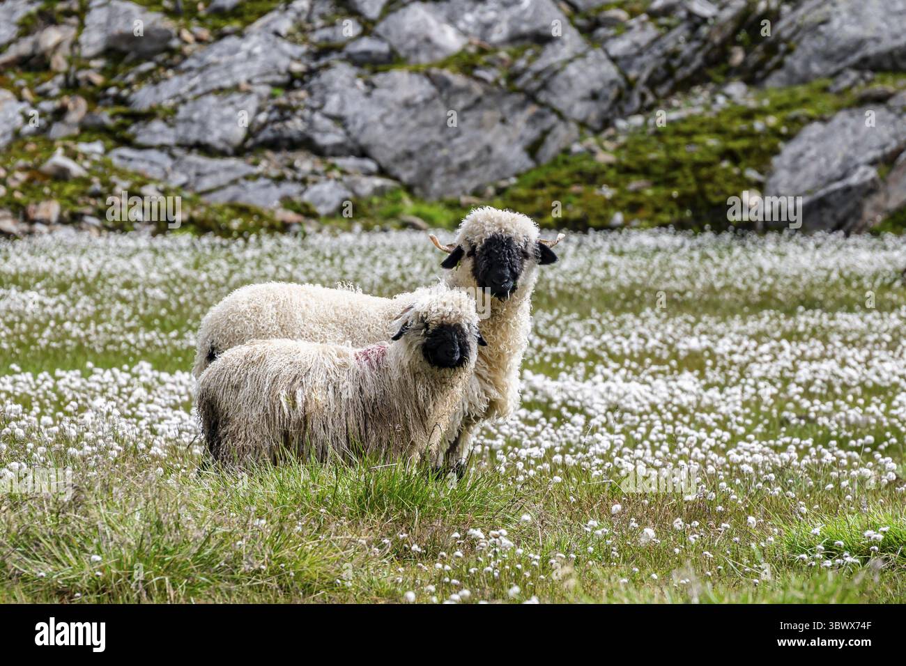 Deux moutons valaisans à nez noir (Ovis gmelini aries), dans une prairie à fleurs d'herbe de coton blanche, haute vallée de montagne alpine, Obere Senner Egete, Stubai Banque D'Images