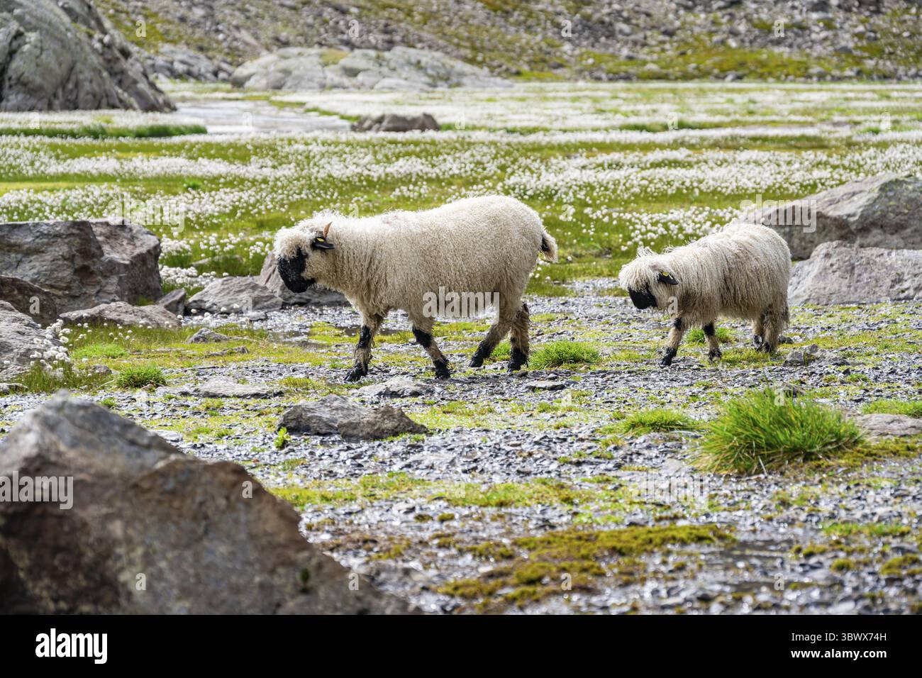 Deux moutons valaisans à nez noir (Ovis gmelini aries), dans une prairie à fleurs d'herbe de coton blanche, haute vallée de montagne alpine, Obere Senner Egete, Stubai Banque D'Images