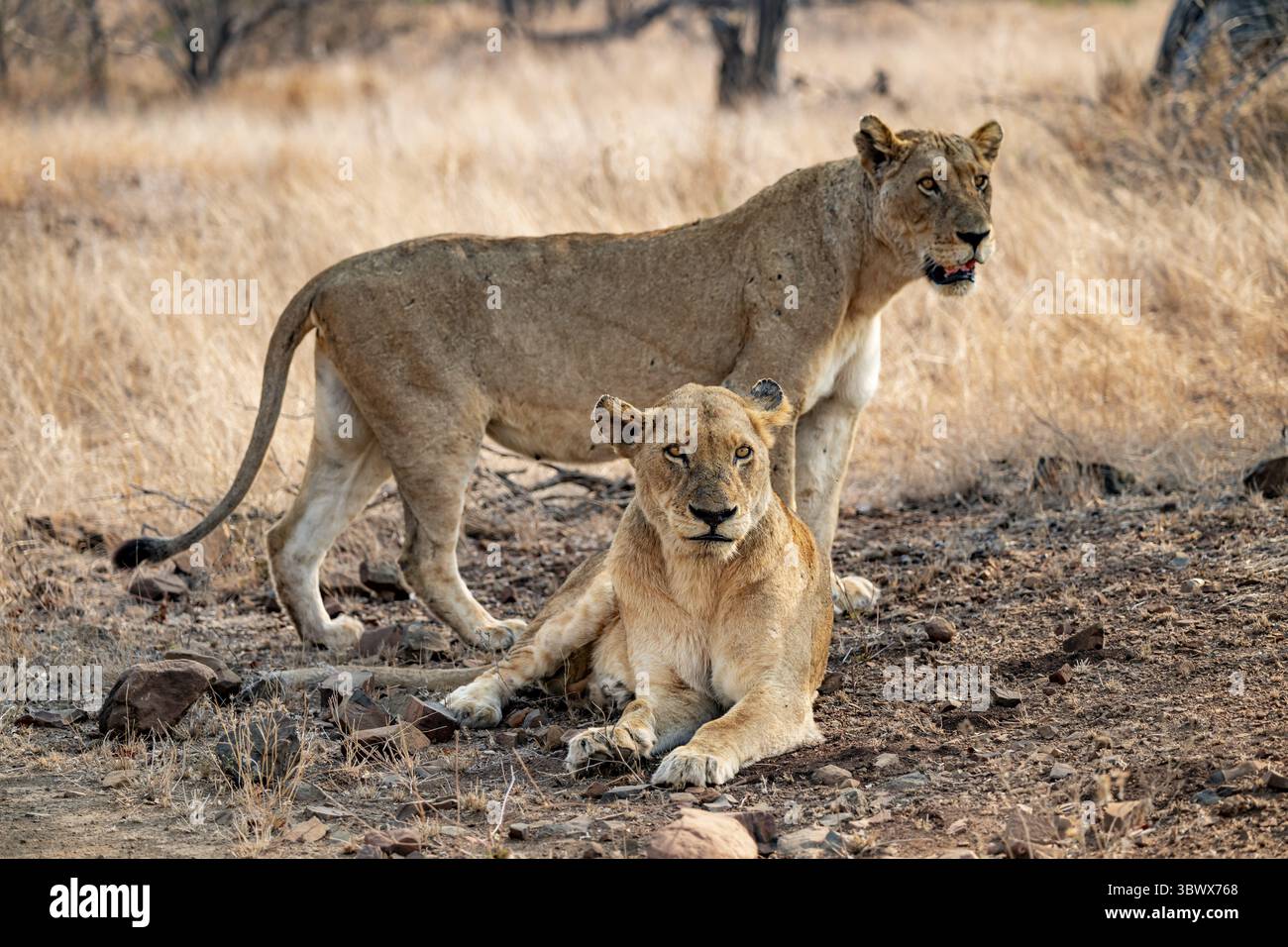 Deux lionnes, parc national Kruger, Afrique du Sud Banque D'Images