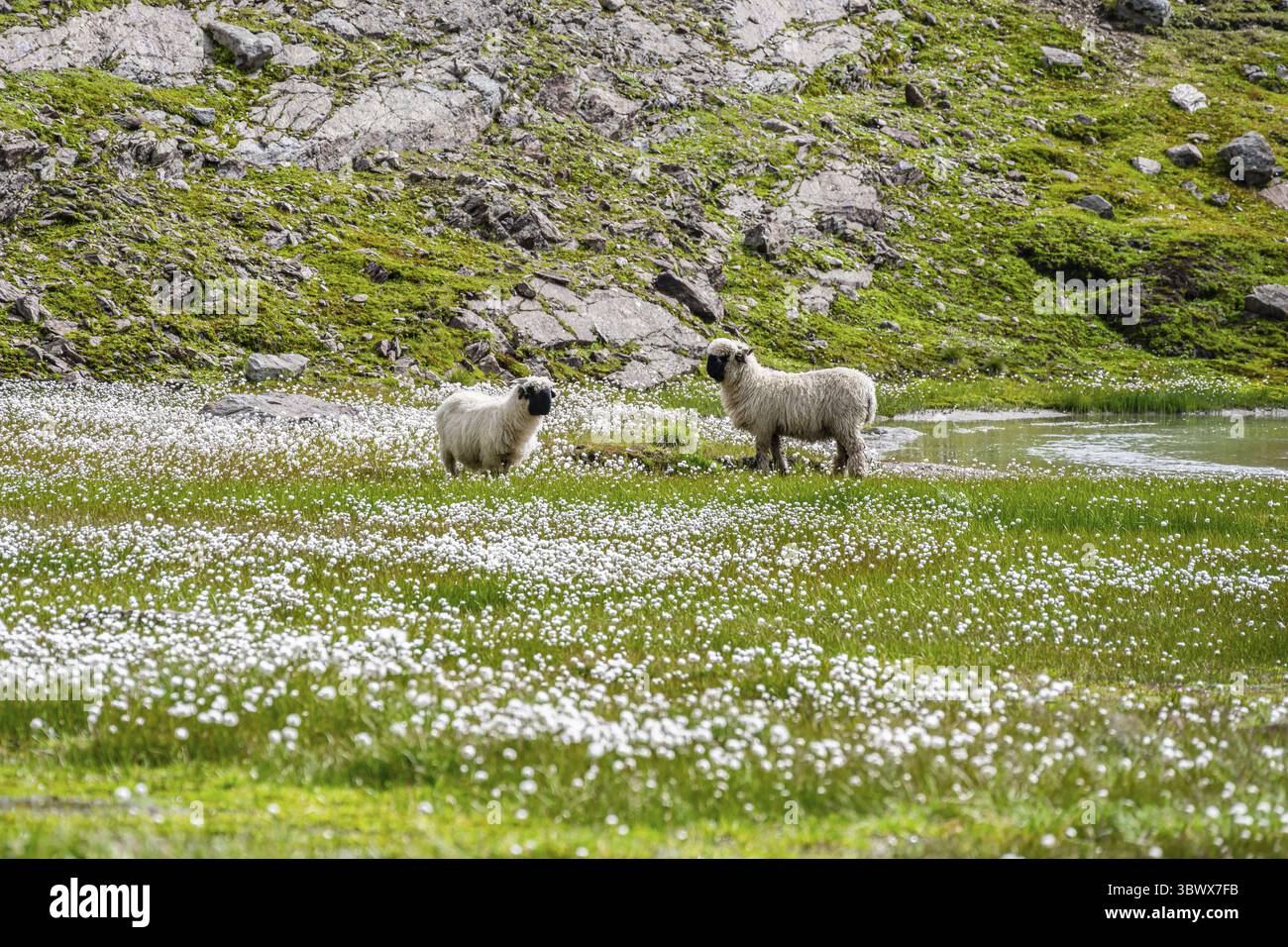 Deux moutons valaisans à nez noir (Ovis gmelini aries), dans une prairie à fleurs d'herbe de coton blanche, haute vallée de montagne alpine, Obere Senner Egete, Stubai Banque D'Images