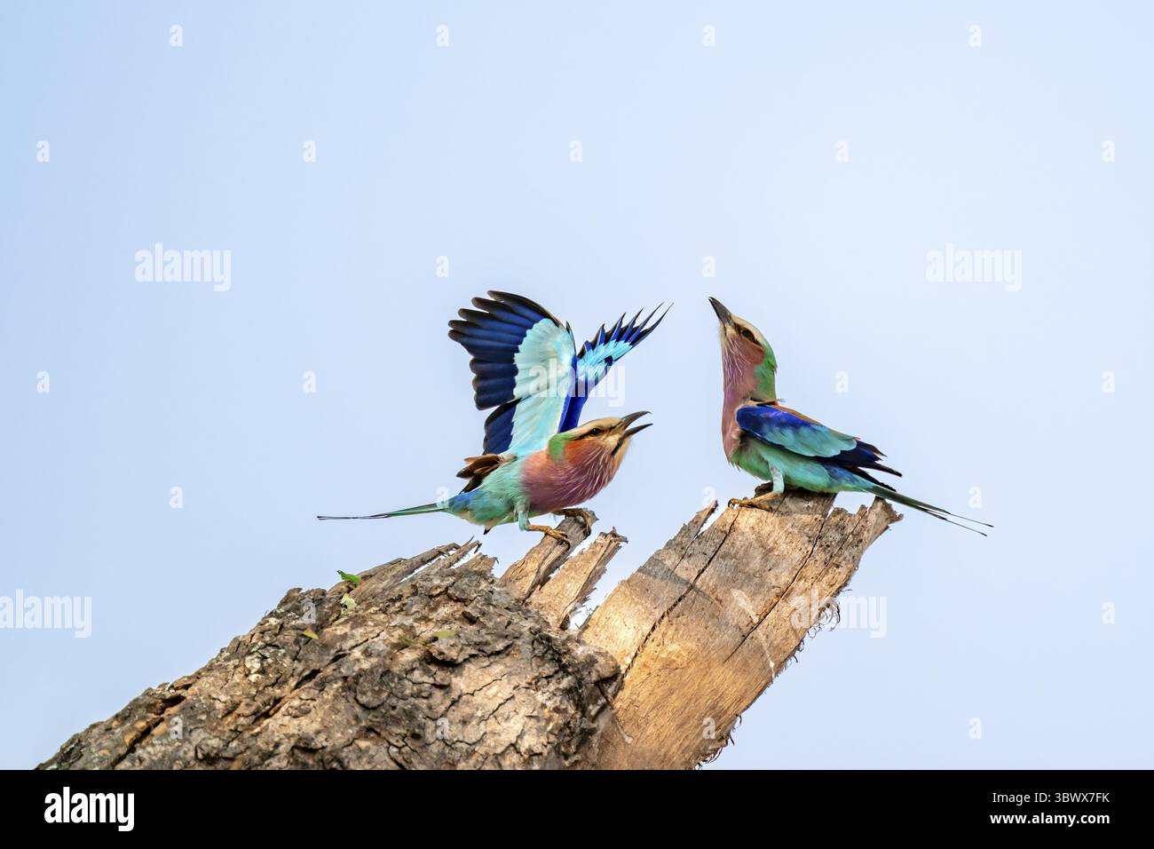 Rouleau fourchu (Coracias caudatus), avec aile ouverte, comportement d'accouplement, deux oiseaux sur une branche devant un ciel bleu, Parc national Kruger, Afrique du Sud Banque D'Images