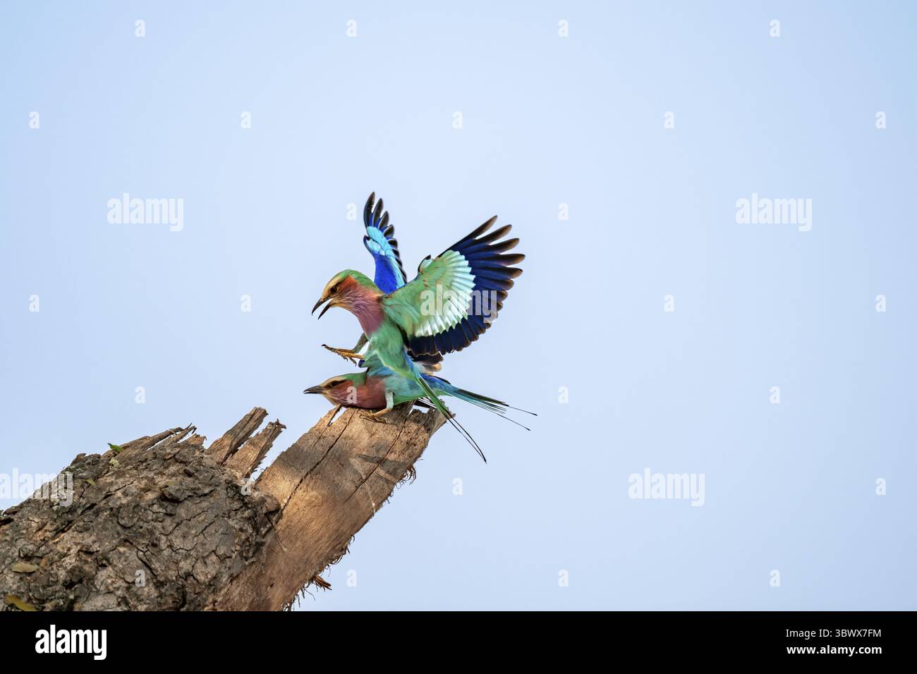 Rouleau fourchu (Coracias caudatus), deux oiseaux approchant sur une branche devant un ciel bleu, Parc National Kruger, Afrique du Sud Banque D'Images