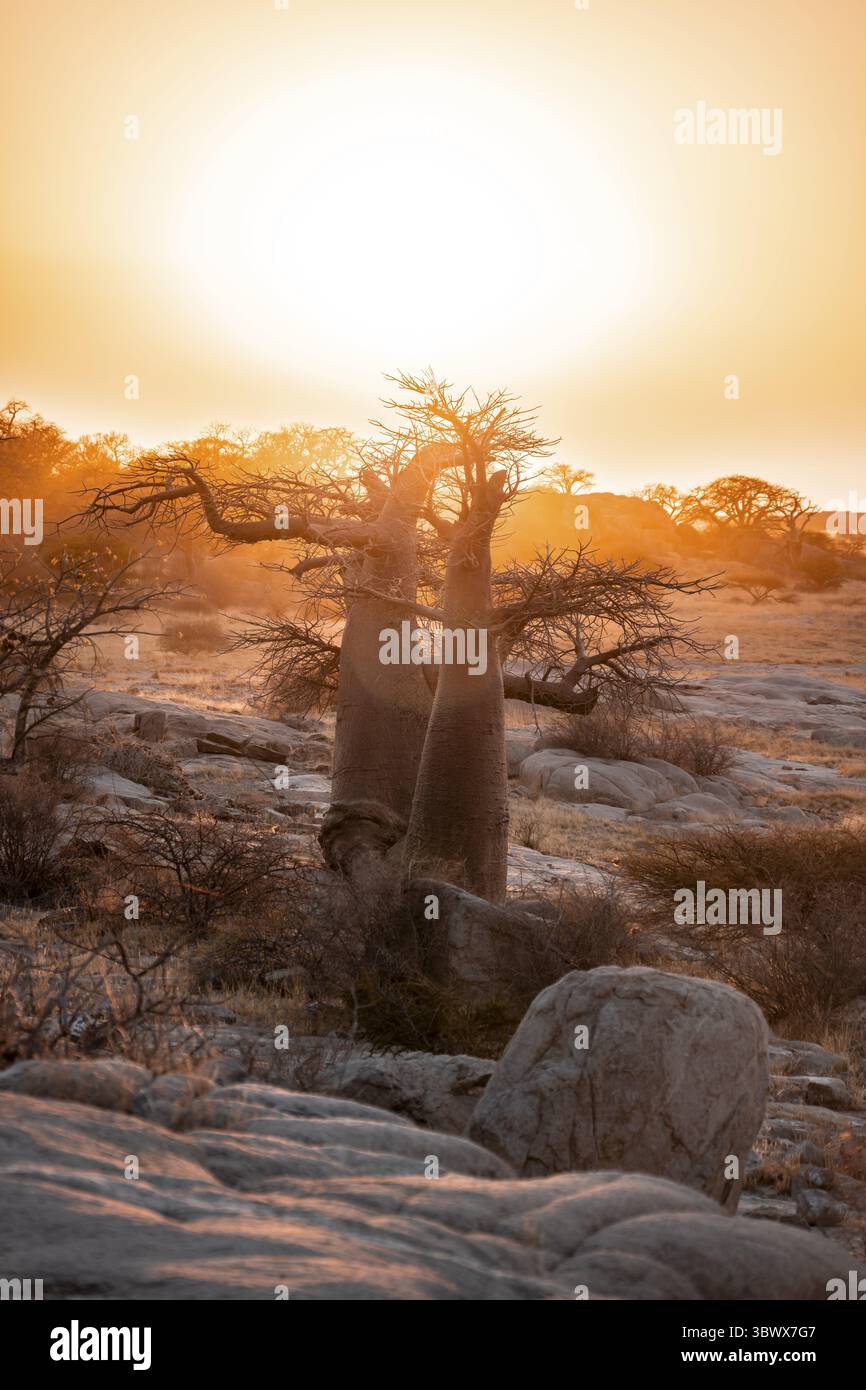 Coucher de soleil, baobab africain ou baobab (Adansonia digitata), paysage sec, île de Kubu (Lekubu), Sowa Pan, marais salants Makgadikgadi, Botswana Banque D'Images
