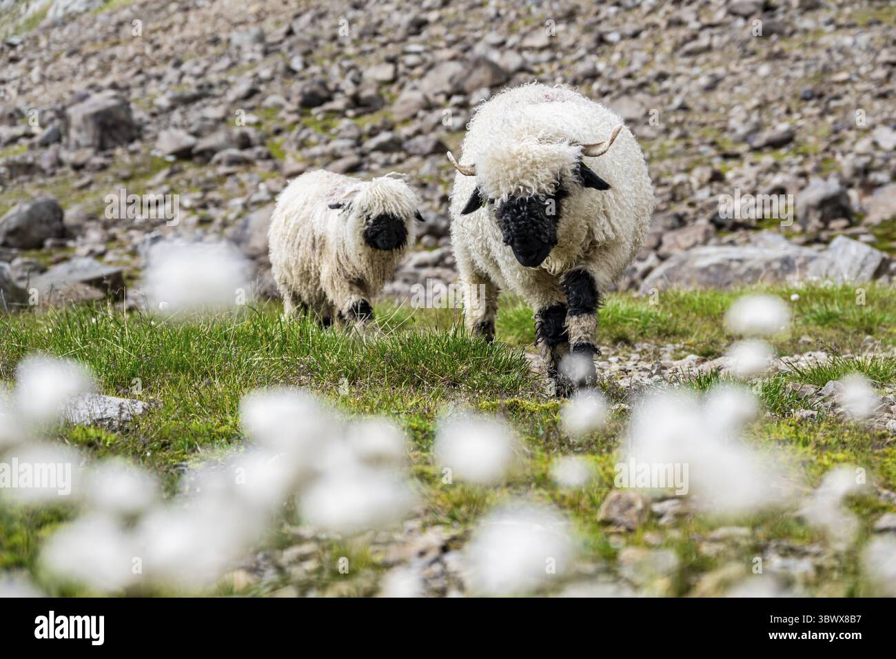 Deux moutons valaisans à nez noir (Ovis gmelini aries), dans une prairie à fleurs d'herbe de coton blanche, haute vallée de montagne alpine, Obere Senner Egete, Stubai Banque D'Images
