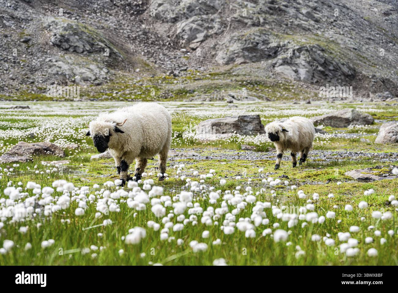 Deux moutons valaisans à nez noir (Ovis gmelini aries), dans une prairie à fleurs d'herbe de coton blanche, haute vallée de montagne alpine, Obere Senner Egete, Stubai Banque D'Images