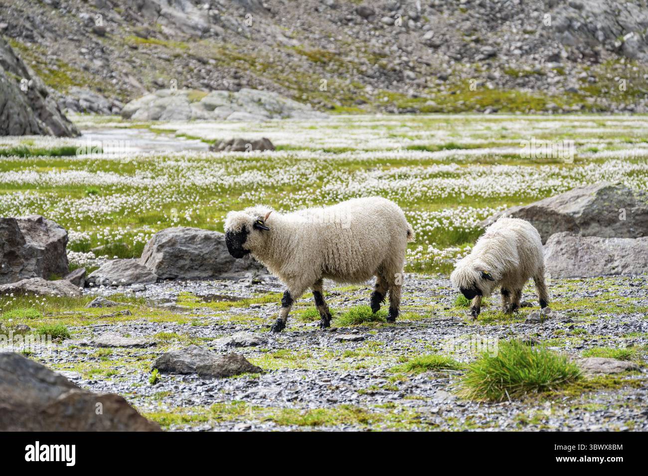 Deux moutons valaisans à nez noir (Ovis gmelini aries), dans une prairie à fleurs d'herbe de coton blanche, haute vallée de montagne alpine, Obere Senner Egete, Stubai Banque D'Images
