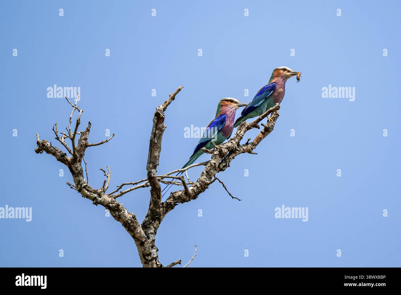 Rouleau fourchu (Coracias caudatus), deux oiseaux sur une branche devant un ciel bleu, avec de la nourriture dans leurs becs, parc national Kruger, Afrique du Sud Banque D'Images