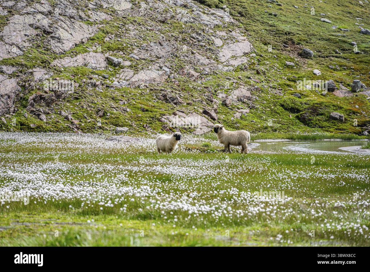 Deux moutons valaisans à nez noir (Ovis gmelini aries), dans une prairie à fleurs d'herbe de coton blanche, haute vallée de montagne alpine, Obere Senner Egete, Stubai Banque D'Images