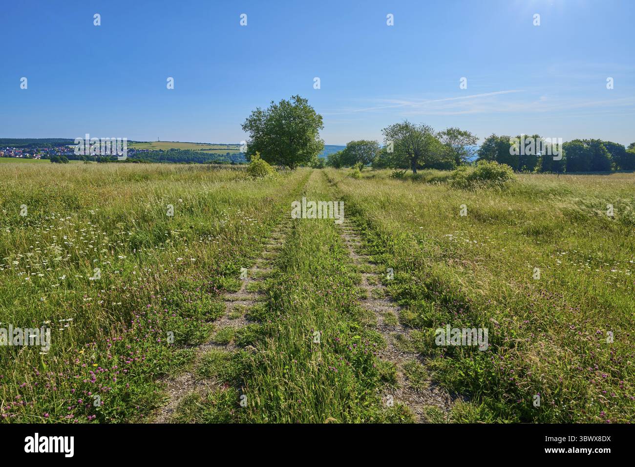 Chemin de champ mène à travers une large prairie verte sous un ciel clair et ensoleillé, été, Fladungen, Frankenheim, Hohe Rhoen, Rhoen, Hesse, Thuringe, Bavière, Banque D'Images
